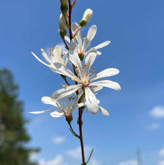 Tarflower Bejaria racemosa Native Wildflower