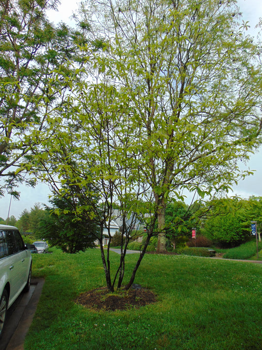 Franklin Tree  Franklinia alatamaha