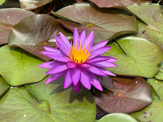 Water Lilies at the Atlanta Botanical Garden