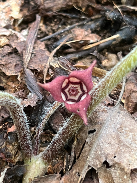 Wild Ginger  Asarum canadense  Native Wildflower