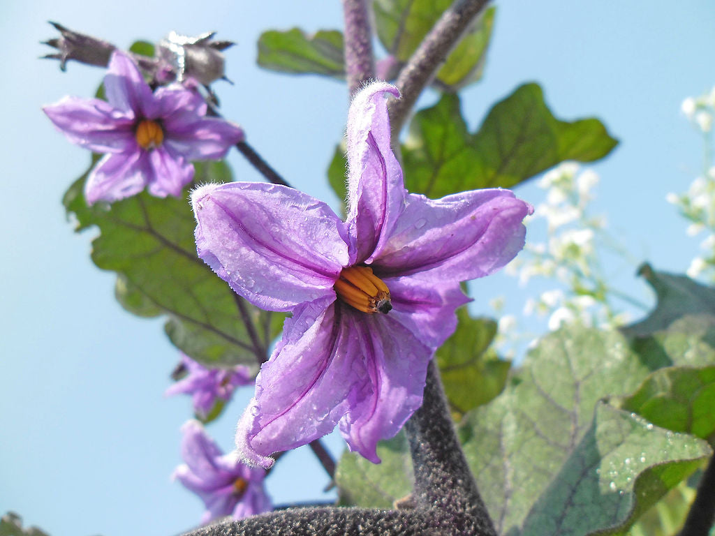 Eggplant 250 Seeds Solanum melongena