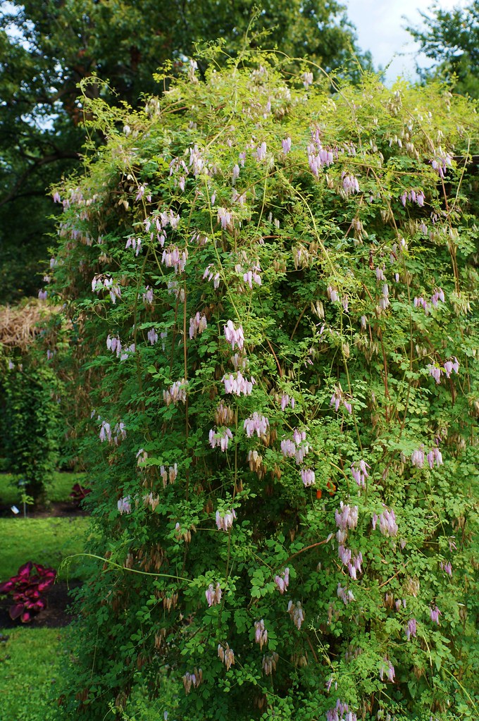 Allegheny Vine Adlumia fungosa 25 Seeds