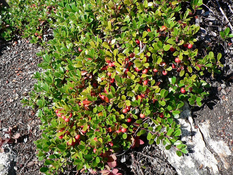 Bearberry 25 Seeds Arctostaphylos uva-ursi