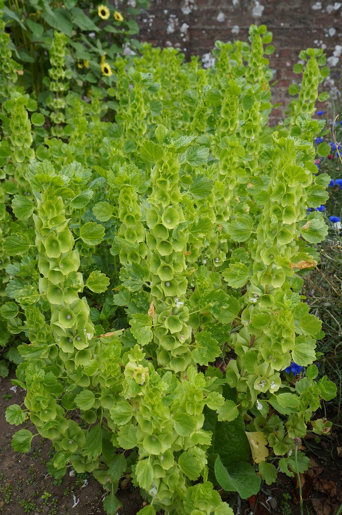Bells of Ireland 100 Seeds Moluccella laevis