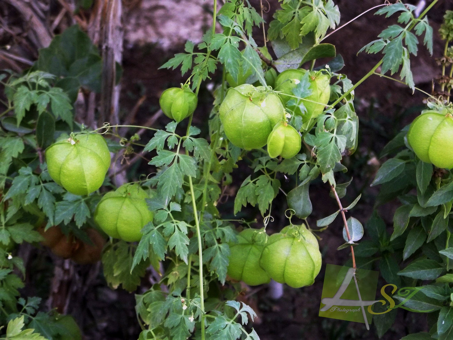 Balloon Vine Love in a Puff Cardiospermum halicacabum 100 Seeds  USA Company