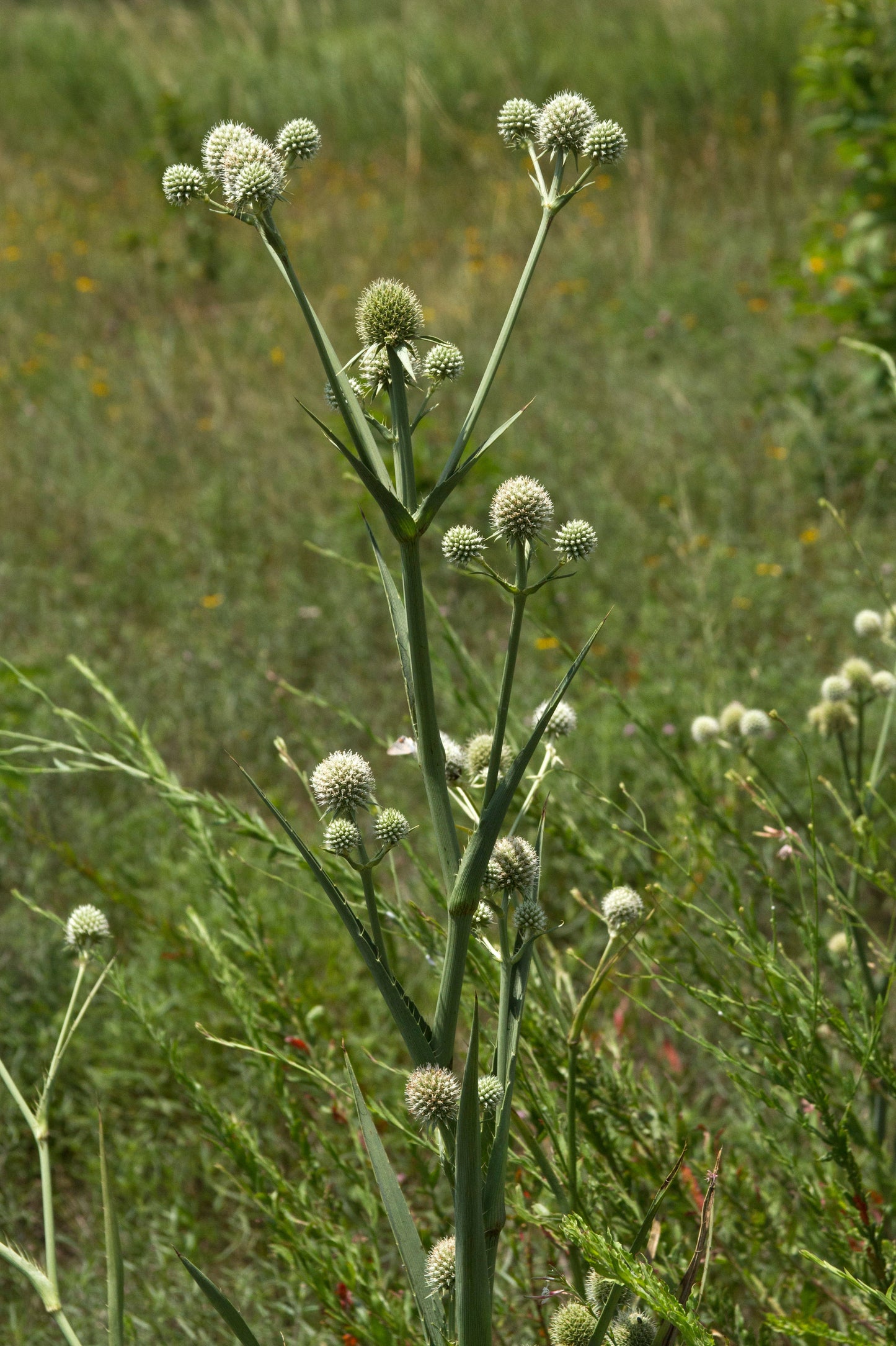 Rattlesnake Master Eryngium yuccifolium 100 Seeds
