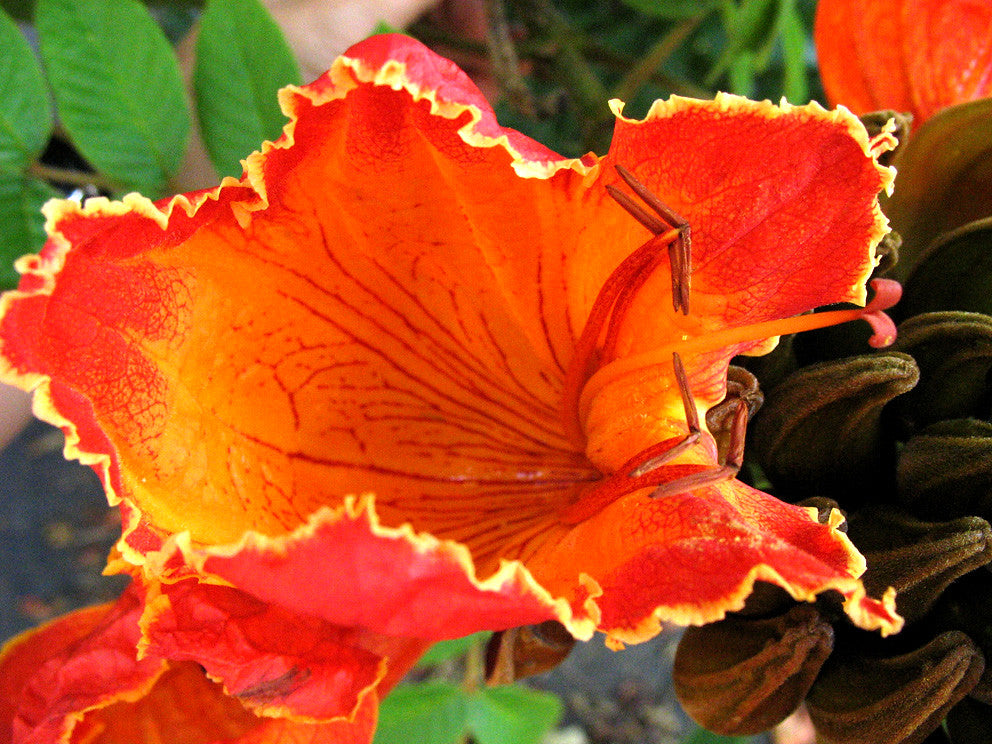 African Tulip Tree Spathodea campanulata 100 Seeds  USA Company