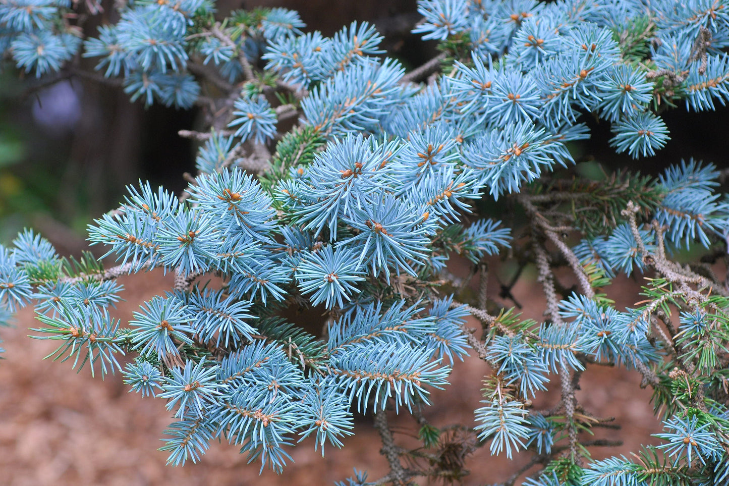 Blue Spruce Picea pungens 100 Seeds  USA Company