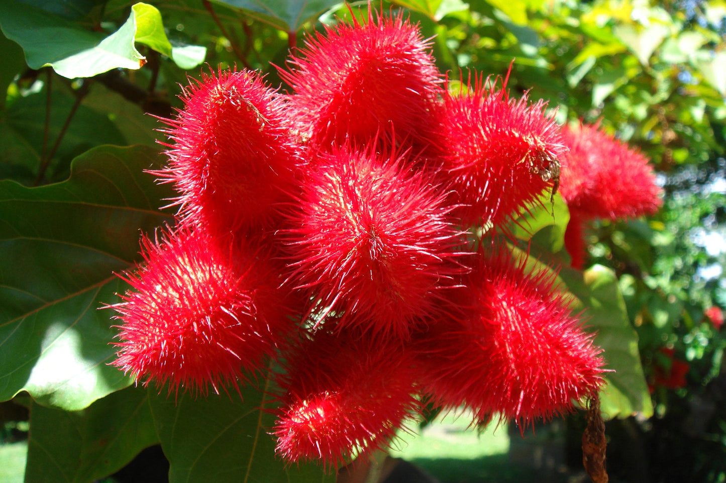 Annatto Lipstick Tree Bixa orellana 100 Seeds  USA Company