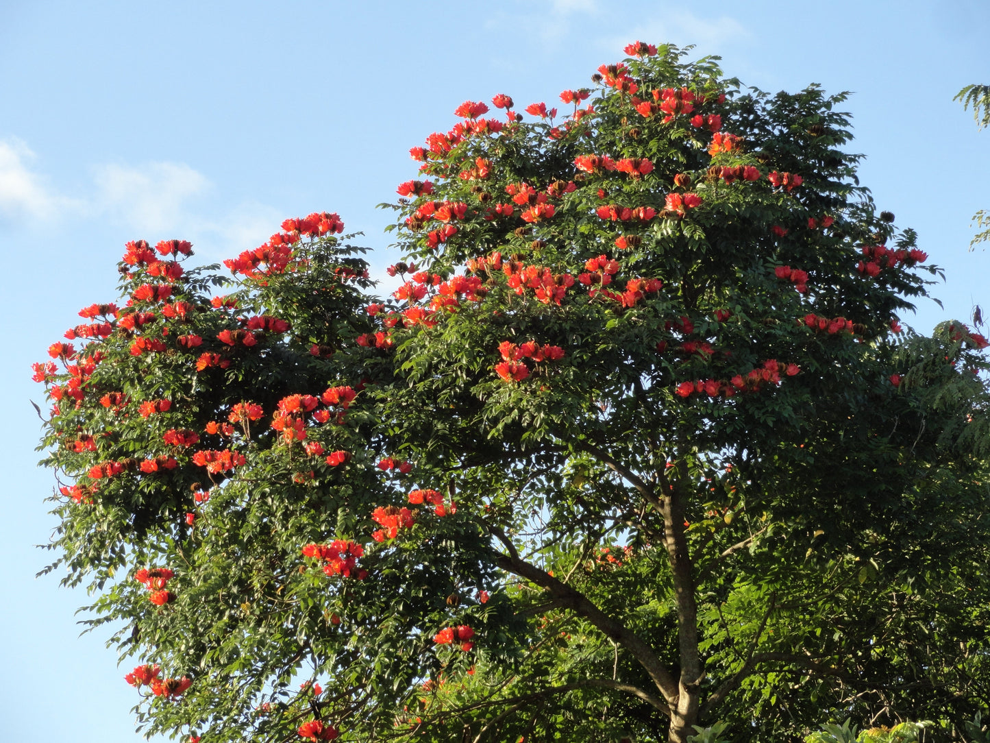 African Tulip Tree Spathodea campanulata 100 Seeds  USA Company