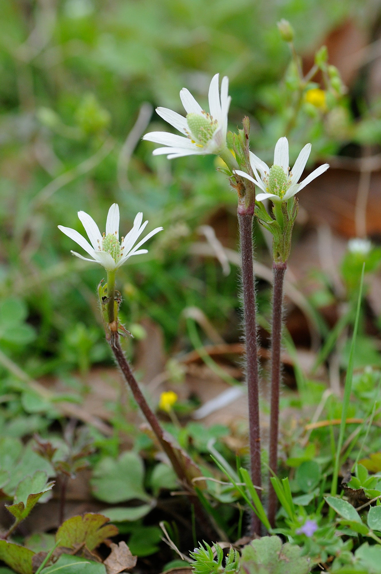 Tenpetal Anemone Thimbleweed Anemone berlandieri 20 Seeds