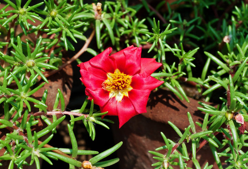 Red Moss Rose 100 Seeds Portulaca grandiflora
