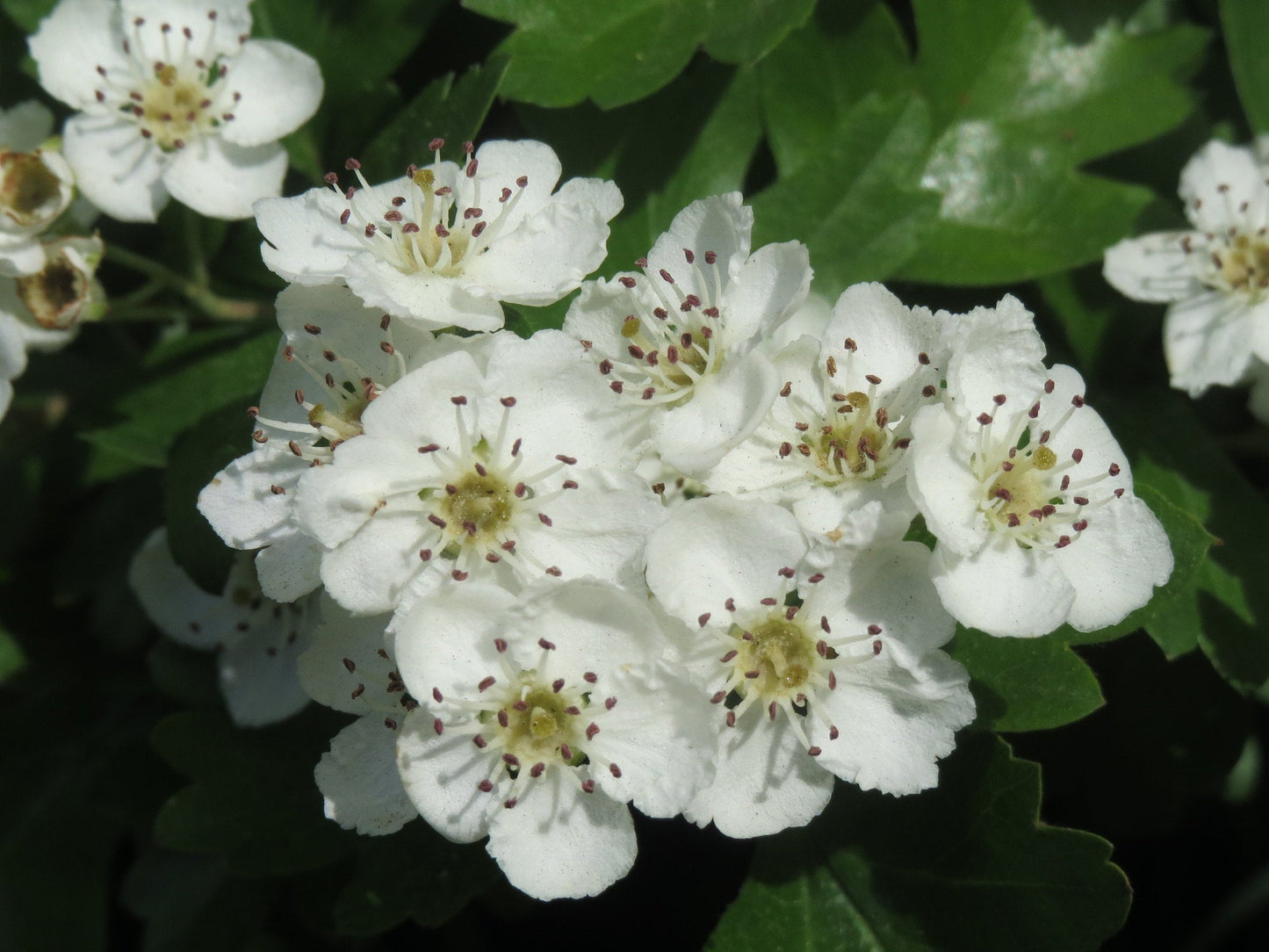 English Hawthorn Crataegus monogyna 200 Seeds  USA Company