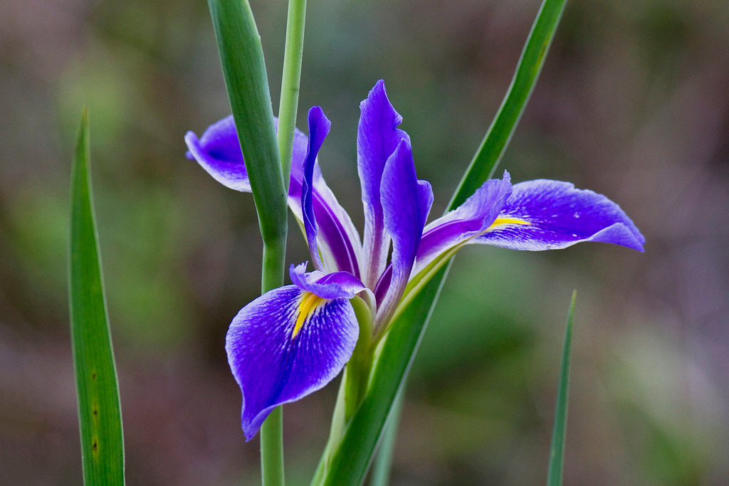 Savanna Iris Native Wildflower 10 Seeds Iris savannarum – R&B Floridaseeds