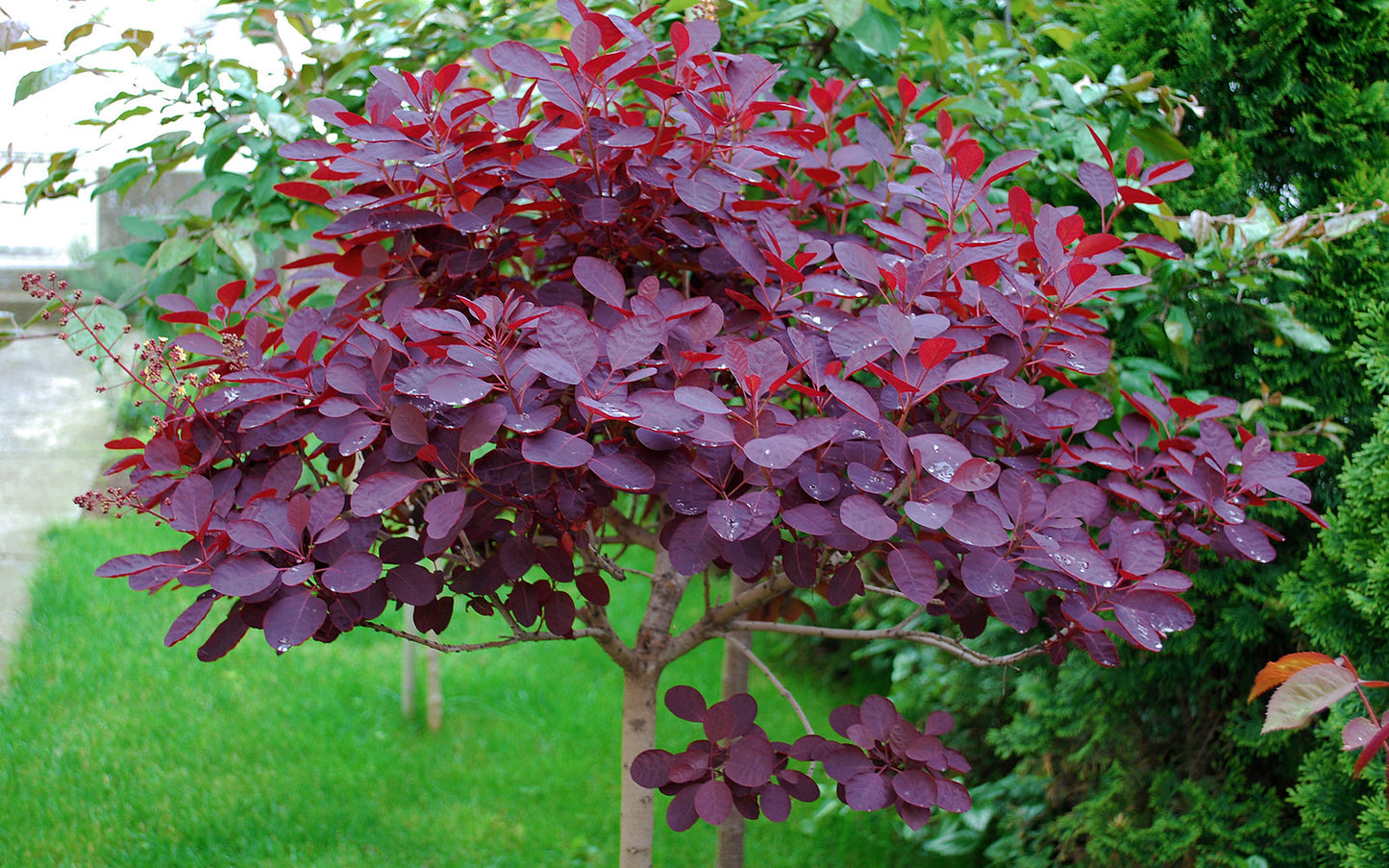 Purple Smoke Tree Cotinus coggygria 20 Seeds  USA Company