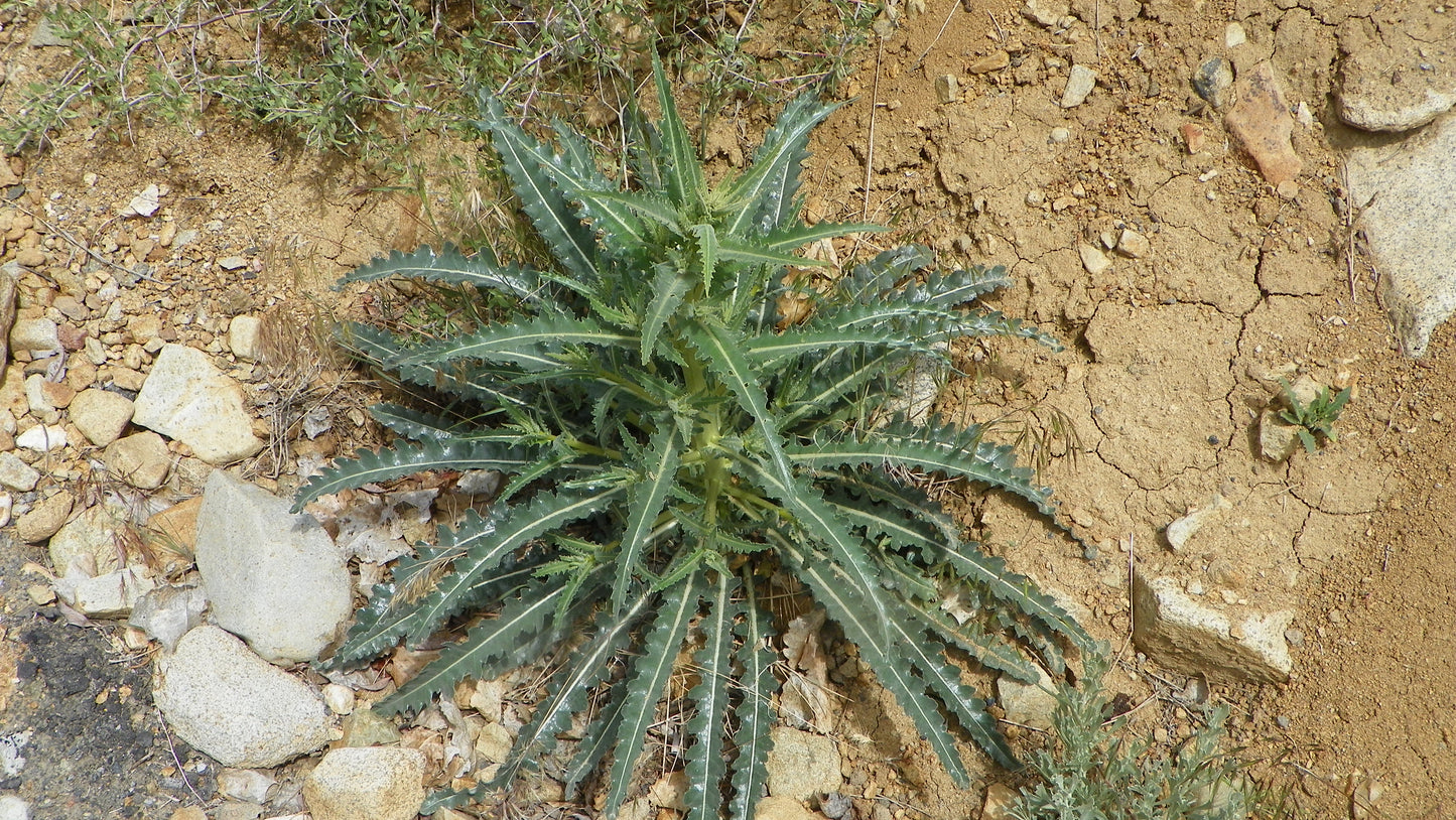 Giant Blazingstar Mentzelia laevicaulis 10 Seeds
