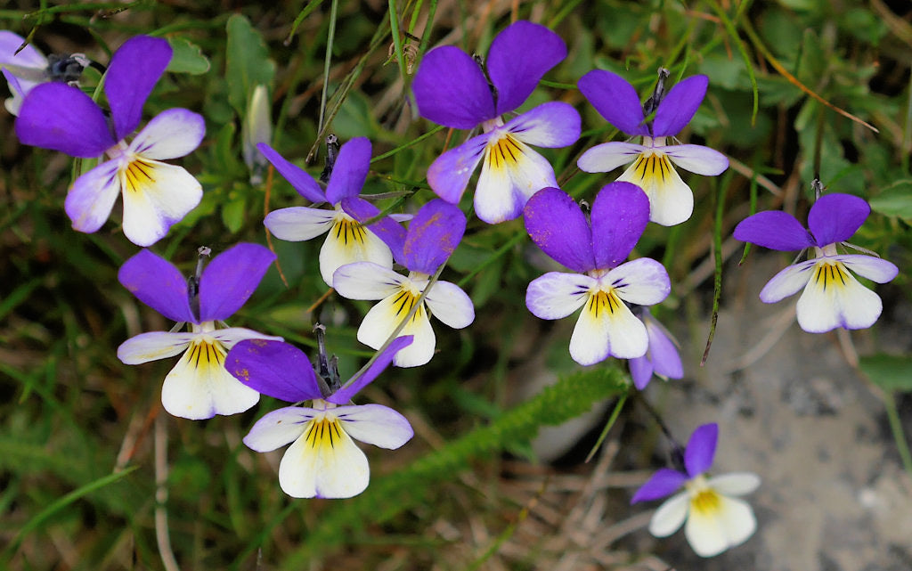 Johnny Jump Up 100 Seeds Viola tricolor