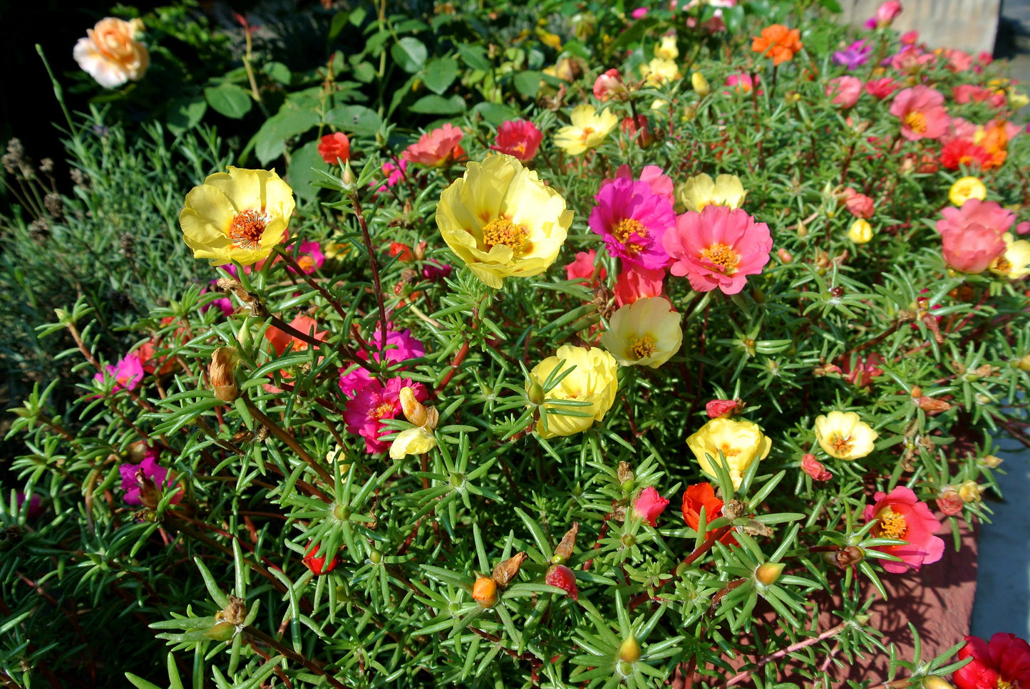 Moss Rose Double Mix 100 Seeds Portulaca grandiflora