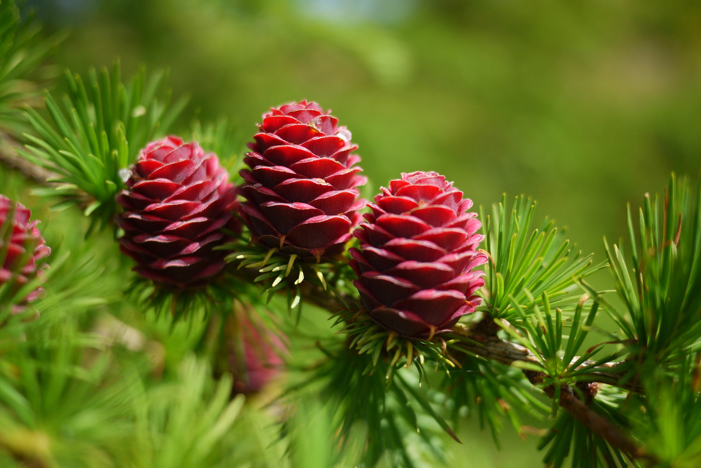 European Larch Larix decidua 100 Seeds  USA Company