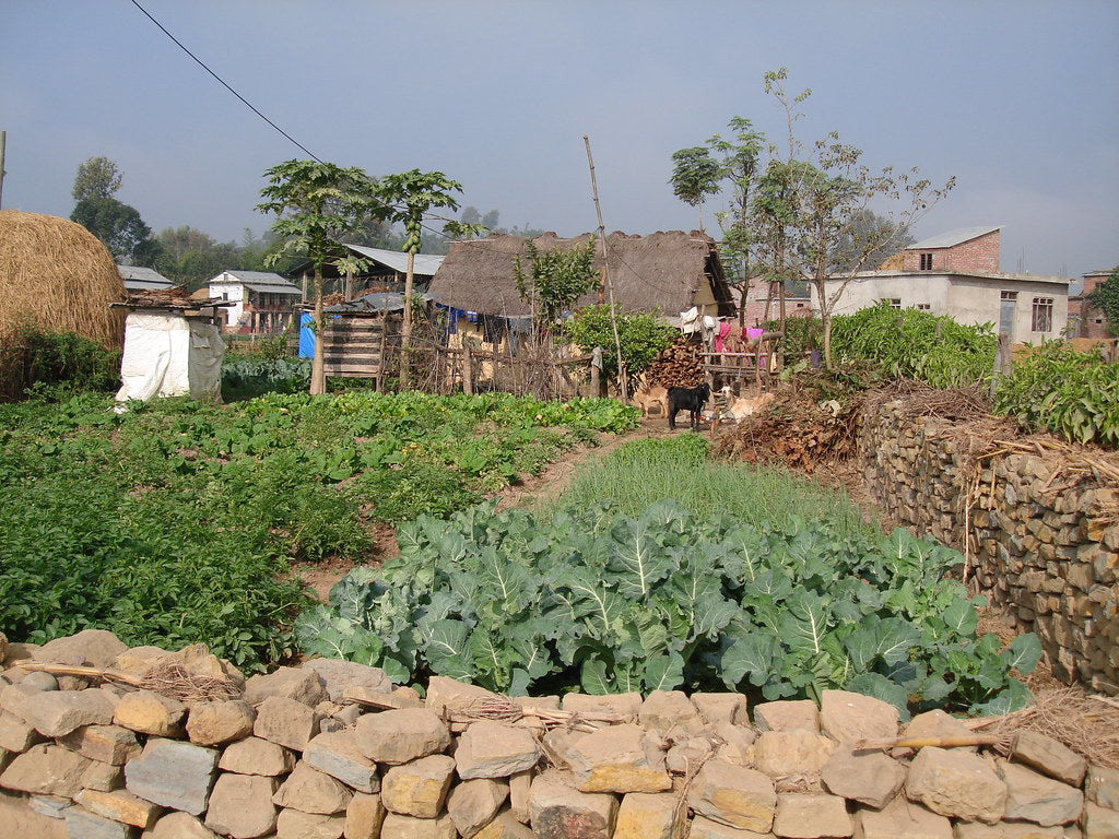 Collard Greens 100 Seeds Brassica oleracea