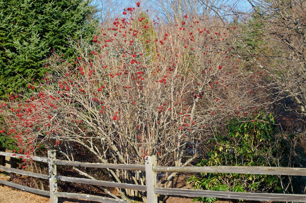 Cranberrybush Viburnum 10 Seeds Viburnum trilobum