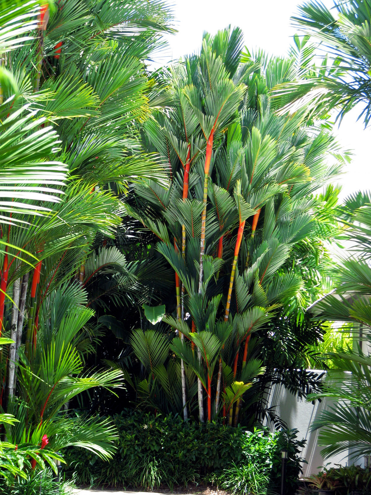 Sealing Wax Palm Cyrtostachys renda 20 Seeds  USA Company