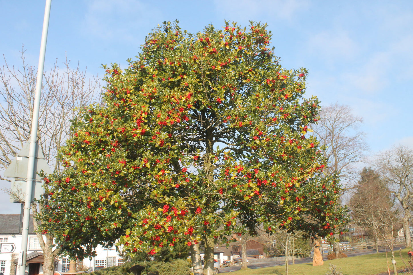 English Holly 30 Seeds Ilex aquifolium