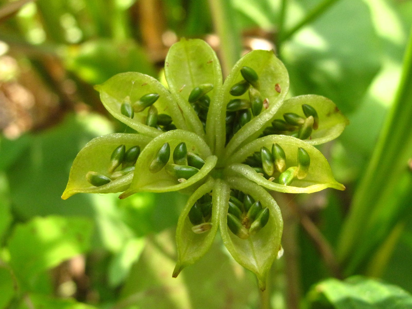 Marsh Marigold Caltha palustris 200 Seeds   USA Company