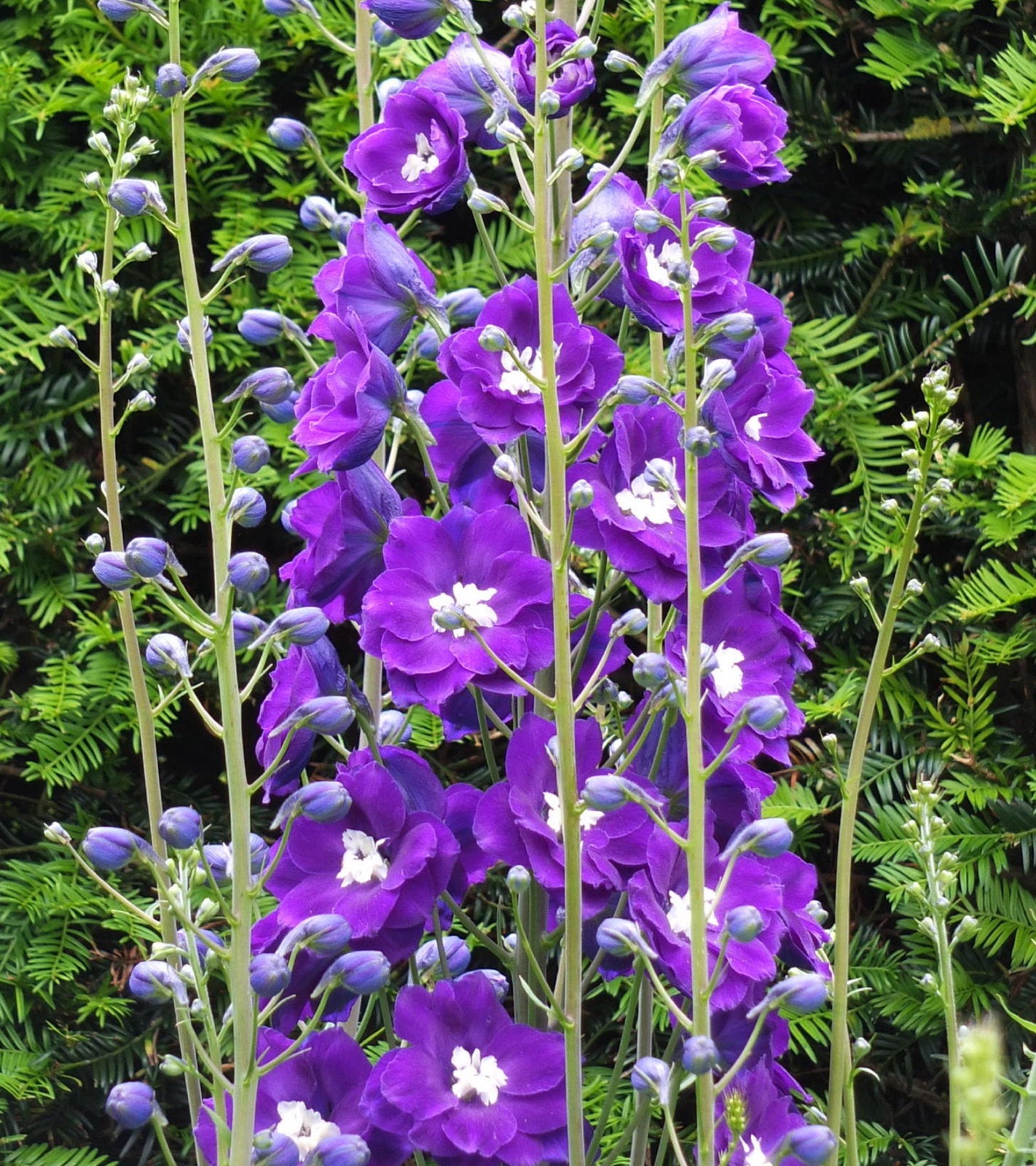 Purple Delphinium 100 Seeds Delphinium cultorum
