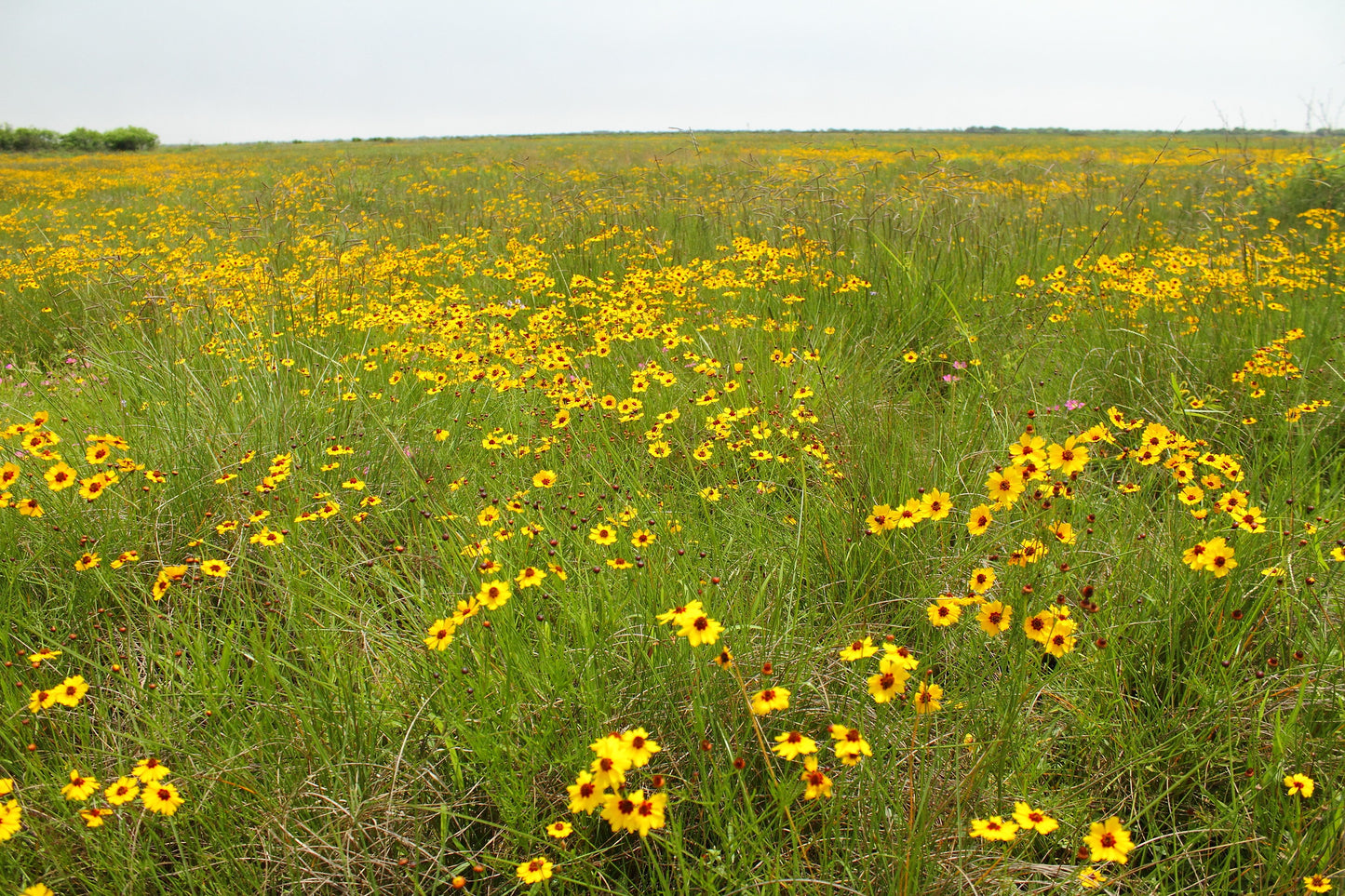 Plains Coreopsis 100 Seeds Coreopsis tinctoria