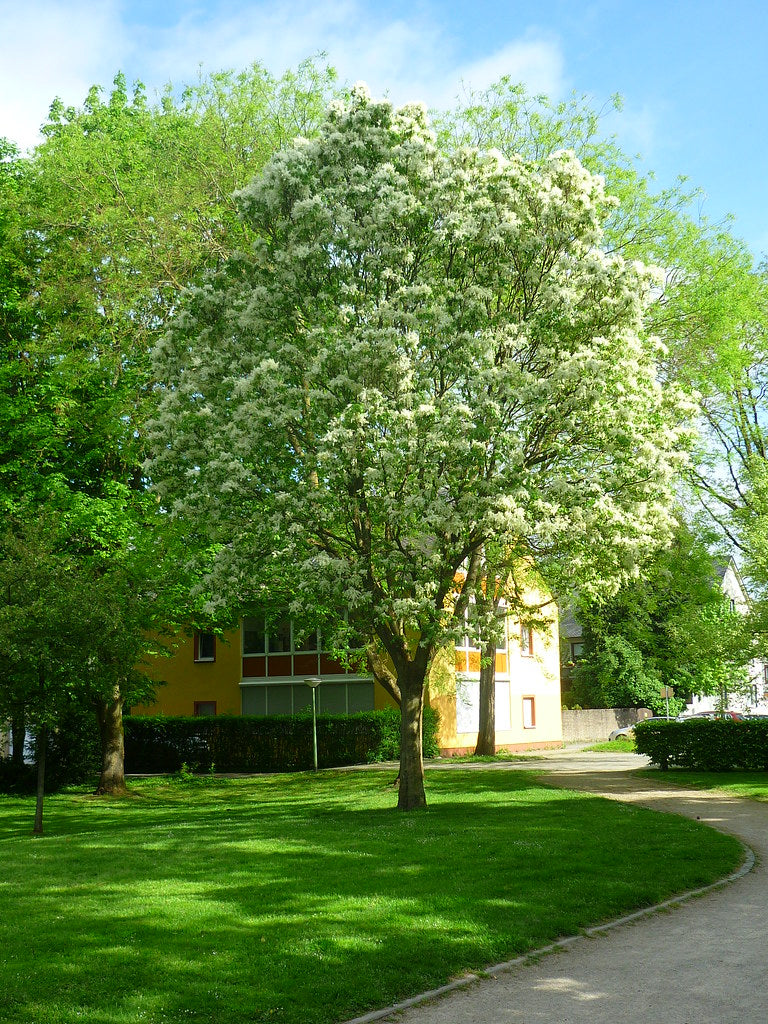 Flowering Ash 100 Seeds Fraxinus ornus