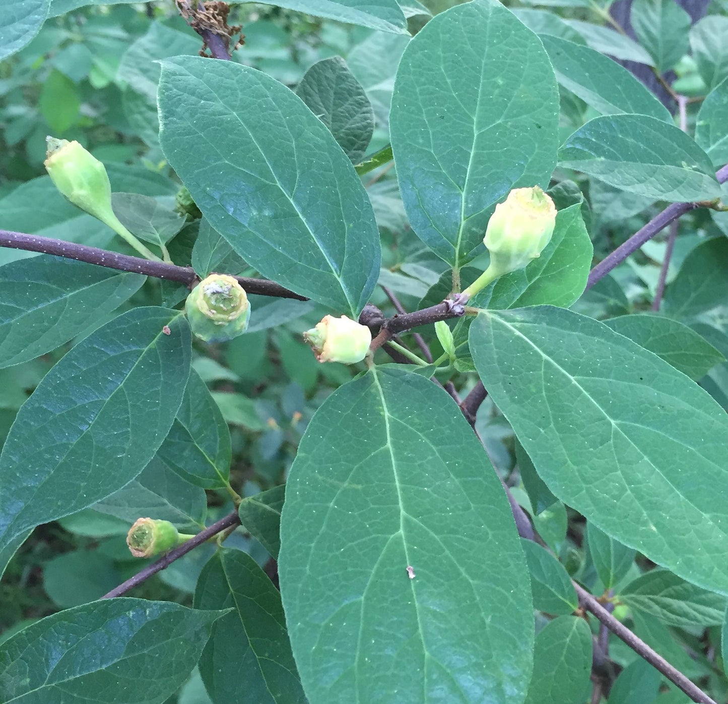 Western Spice Bush 5 Seeds Calycanthus occidentalis