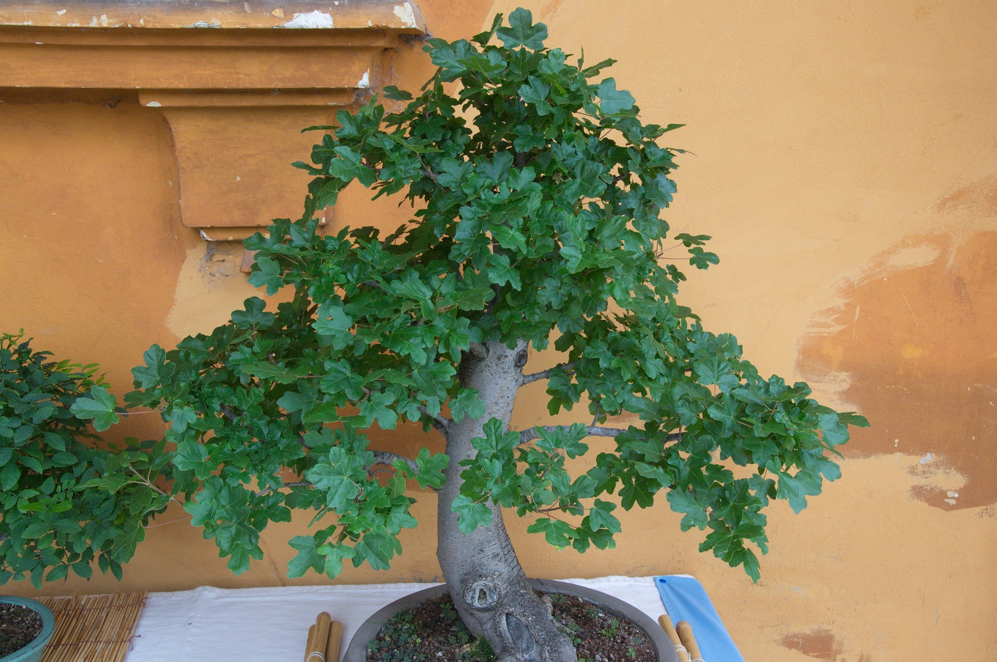 Field Maple 100 Seeds Acer campestre