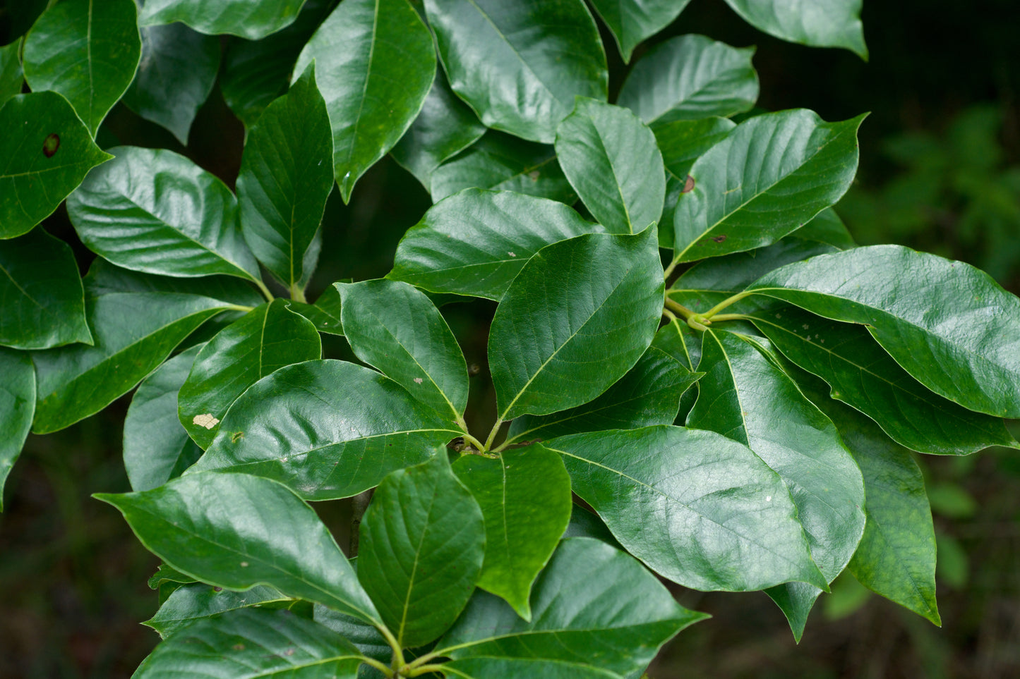 Sour Gum Black Tupelo Nyssa sylvatica 10 Seeds