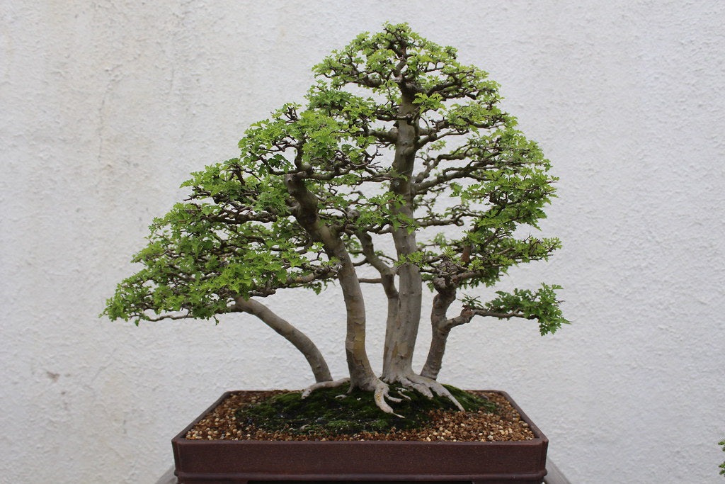 Parsley Hawthorn 10 Seeds Crataegus marshallii