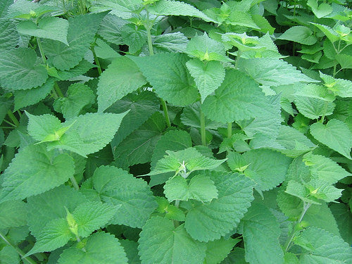 Anise Hyssop 100 Seeds Agastache foeniculum