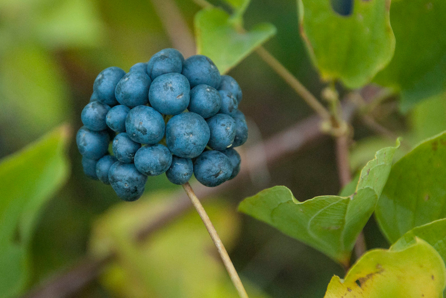 Blue Ridge Carrion Flower 100 Seeds Smilax lasioneura