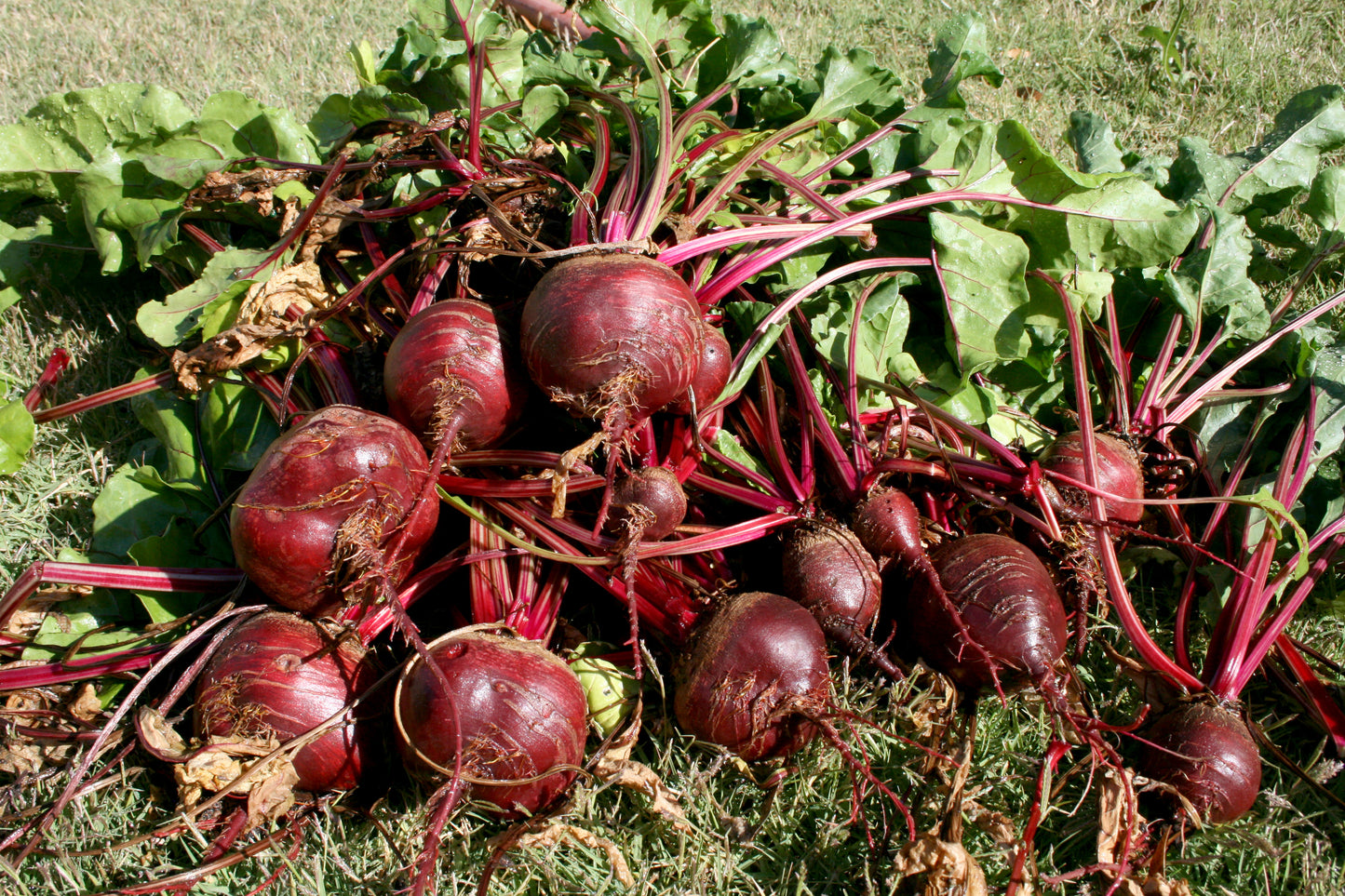 Dark Red Beet 100 Seeds Beta vulgaris
