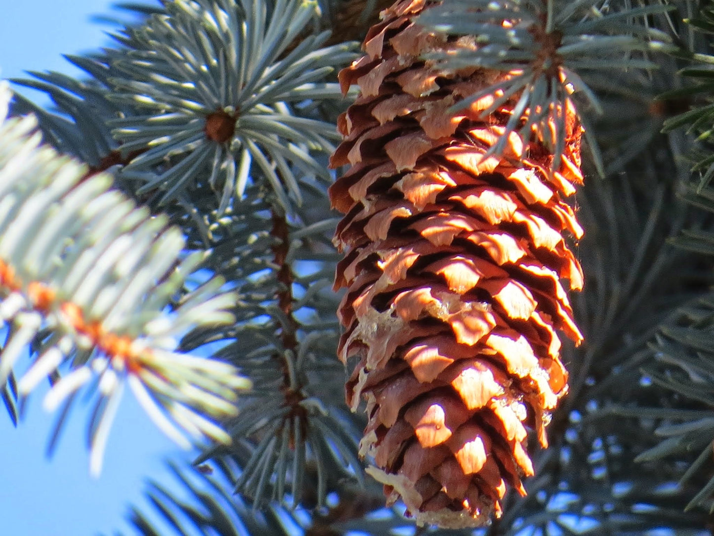 Blue Spruce Picea pungens 100 Seeds  USA Company