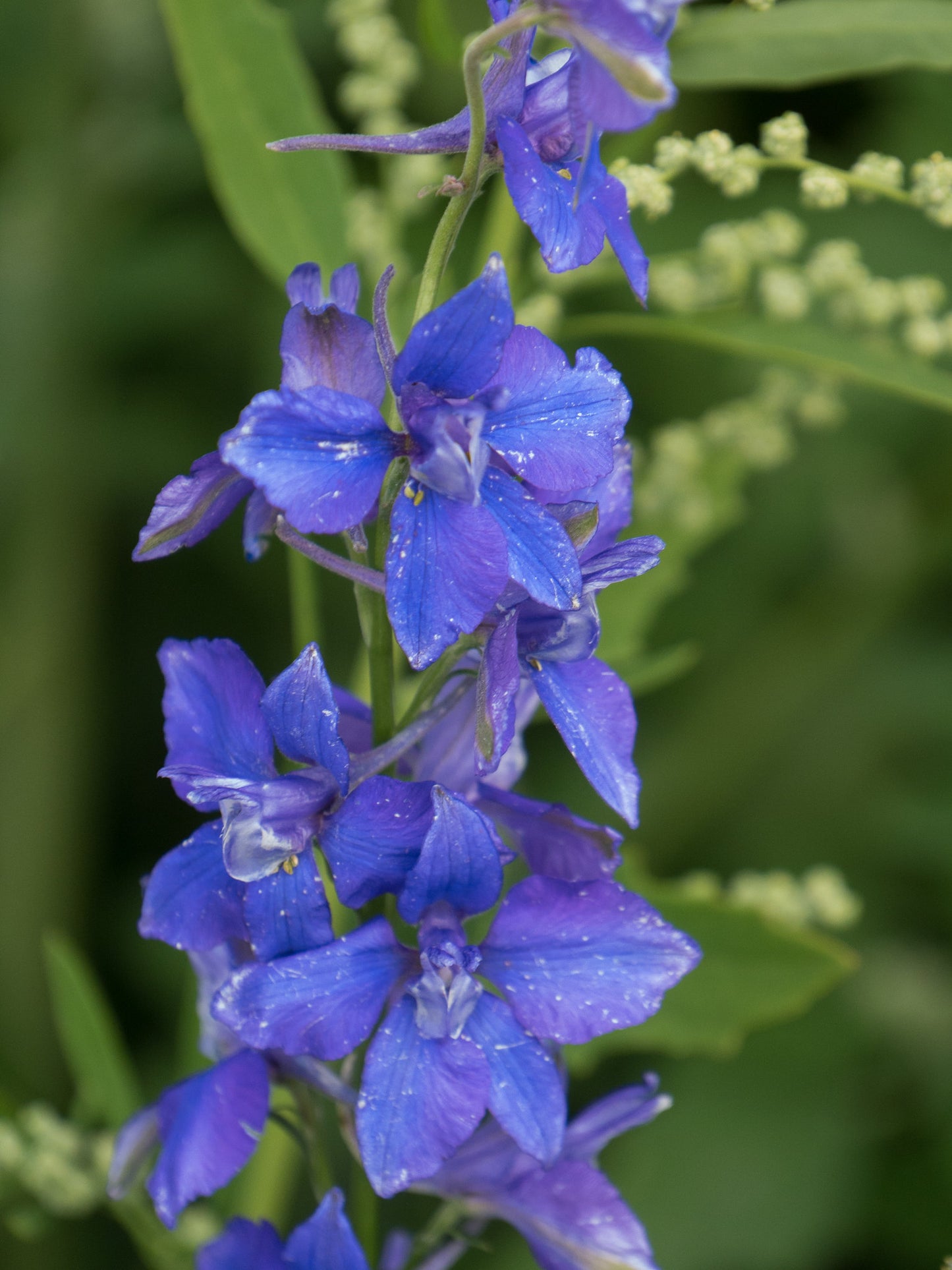 Rocket Larkspur 100 Seeds Delphinium consolida