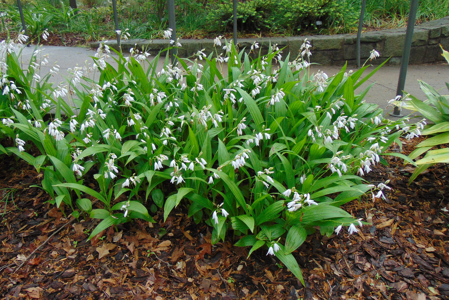 Hardy Ground Orchid 1000 Seeds Bletilla striata