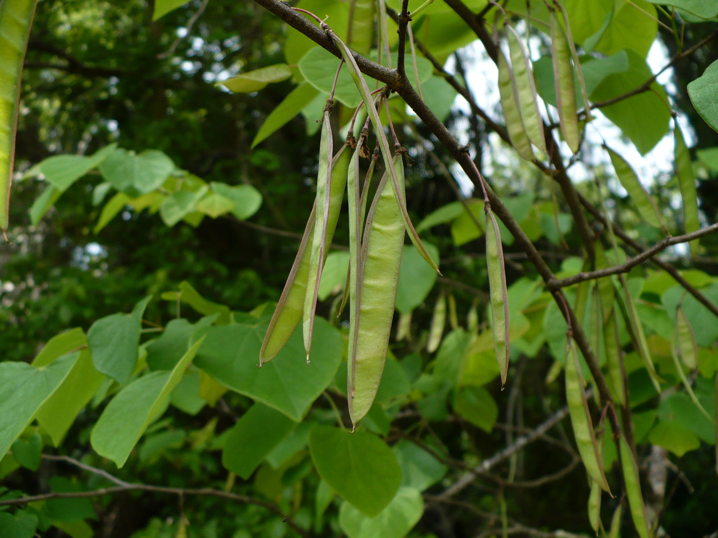 Mexican Redbud 10 Seeds Cercis mexicana