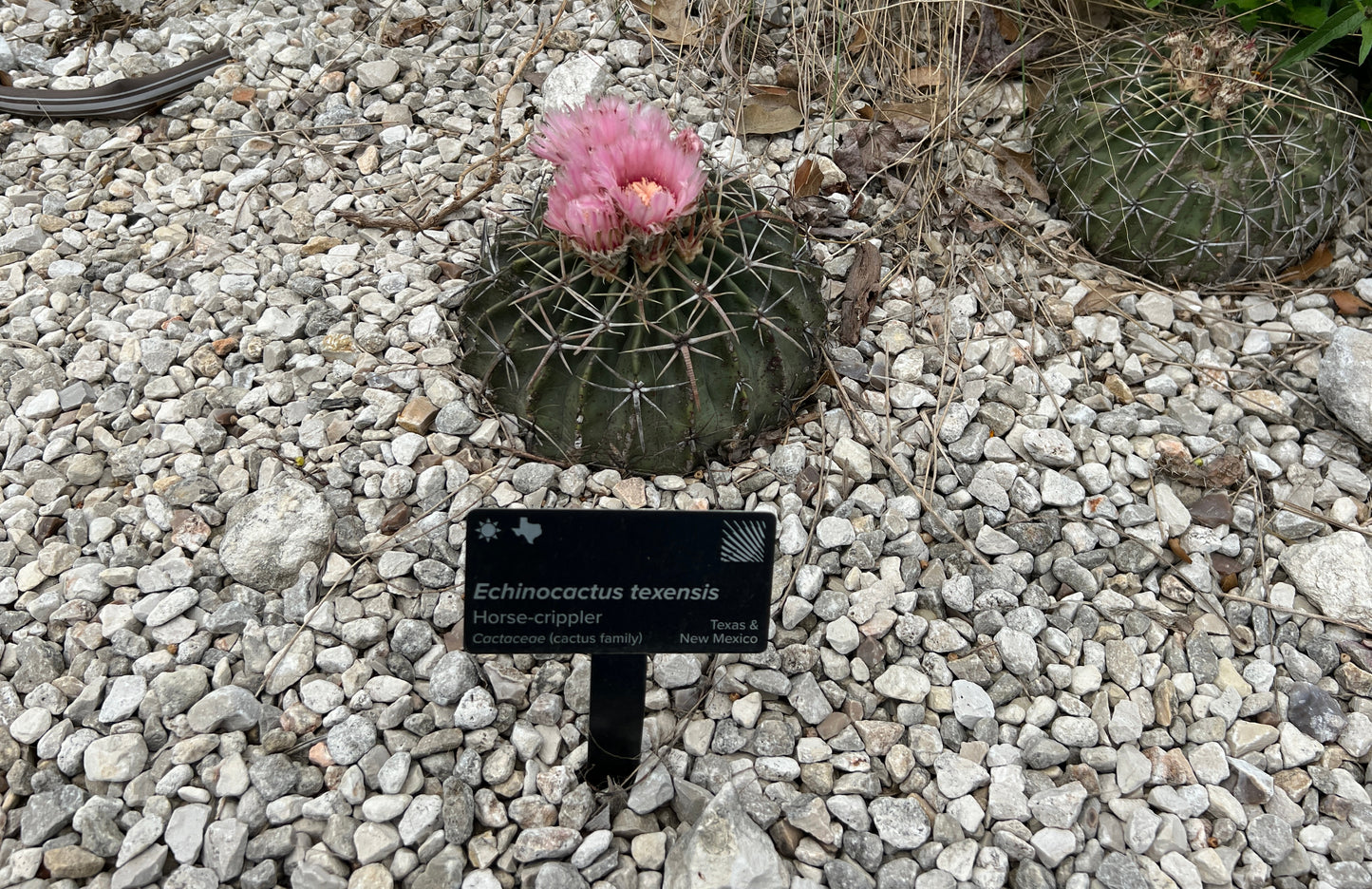 Horse Crippler Cactus 25 Seeds Echinocactus texensis