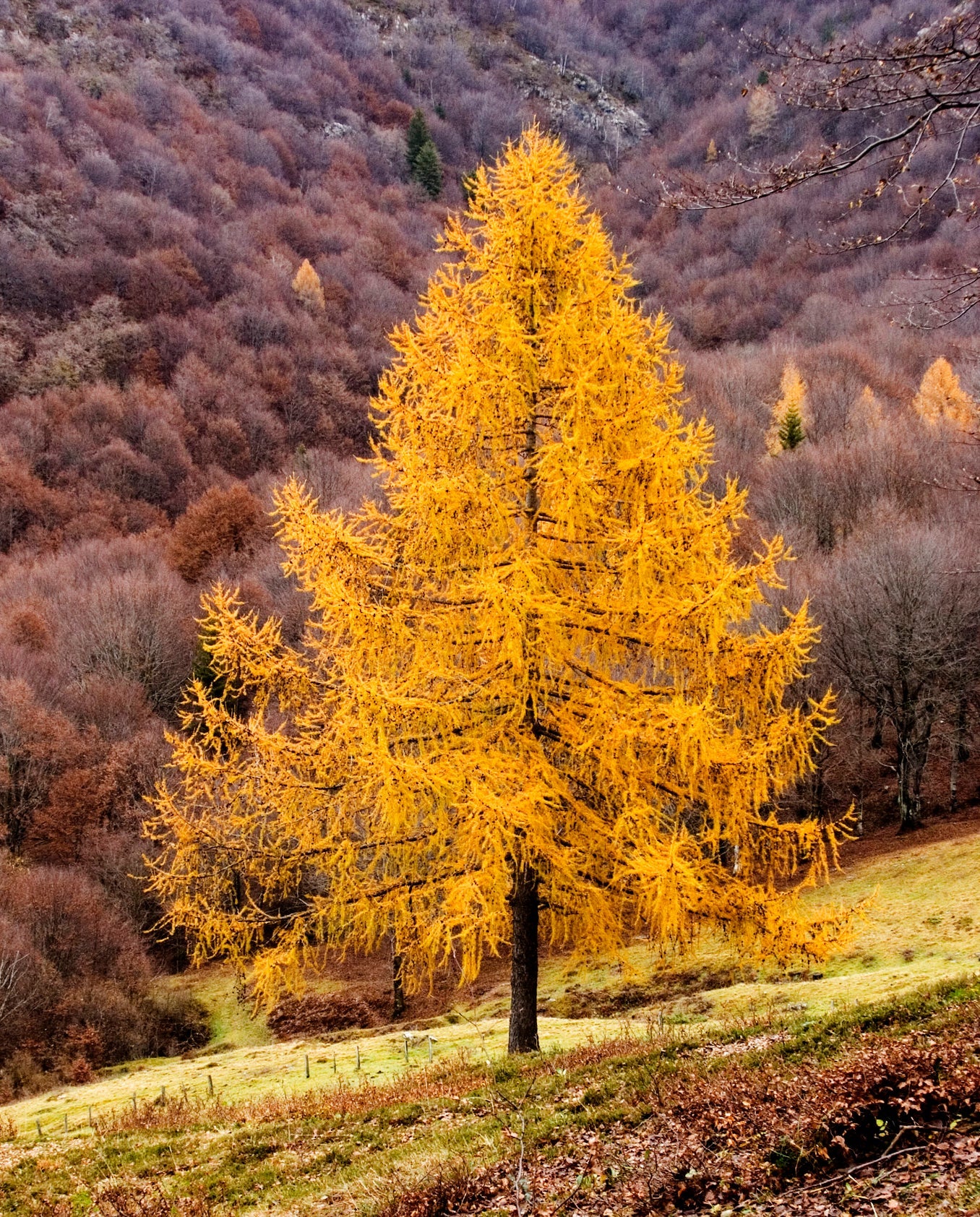 European Larch Larix decidua 500 Seeds  USA Company