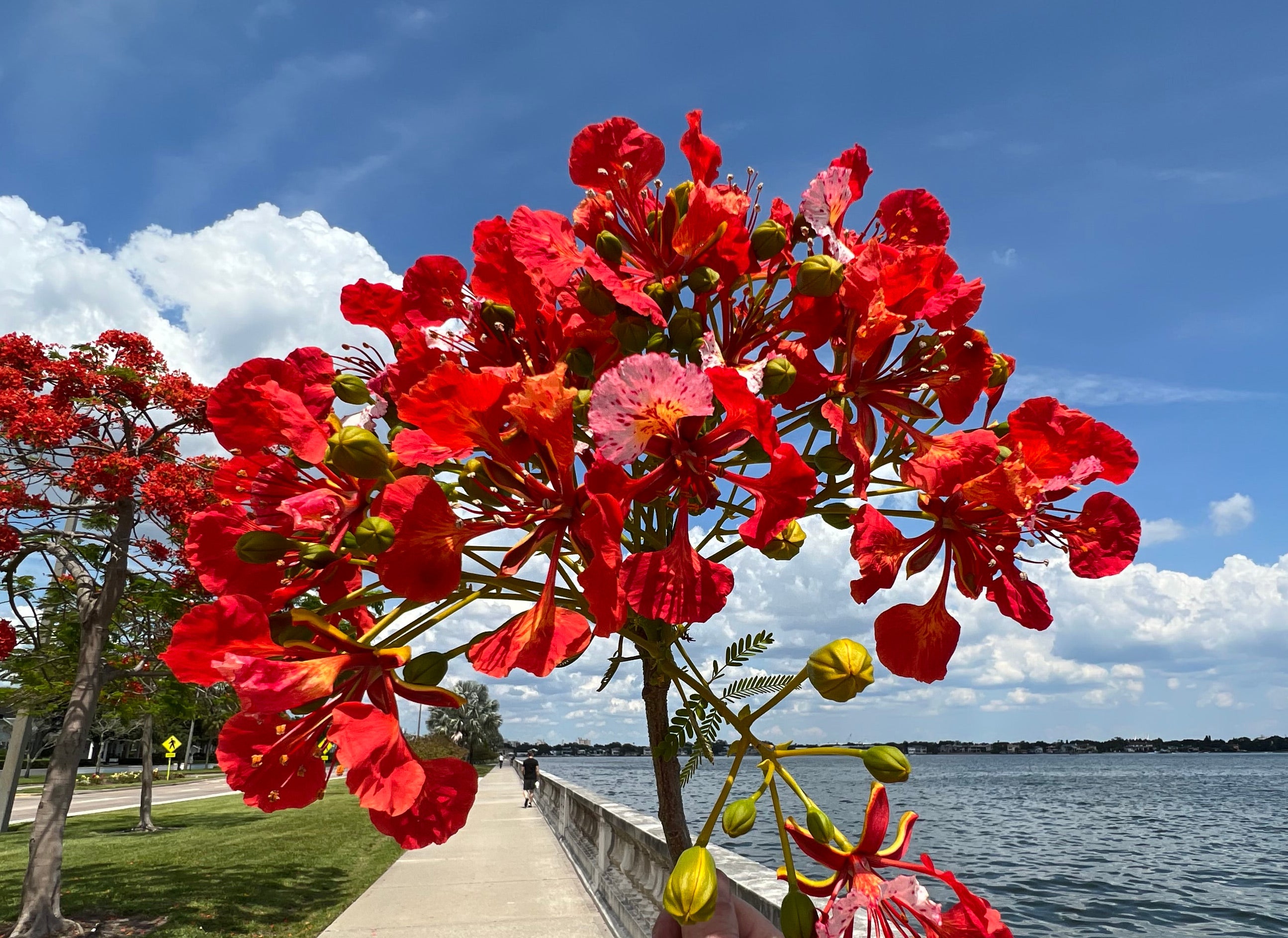 10 Delonix Regia Flamboyan Royal Poinciana Yellow Bonsai Tree Seeds - Rare Tropical