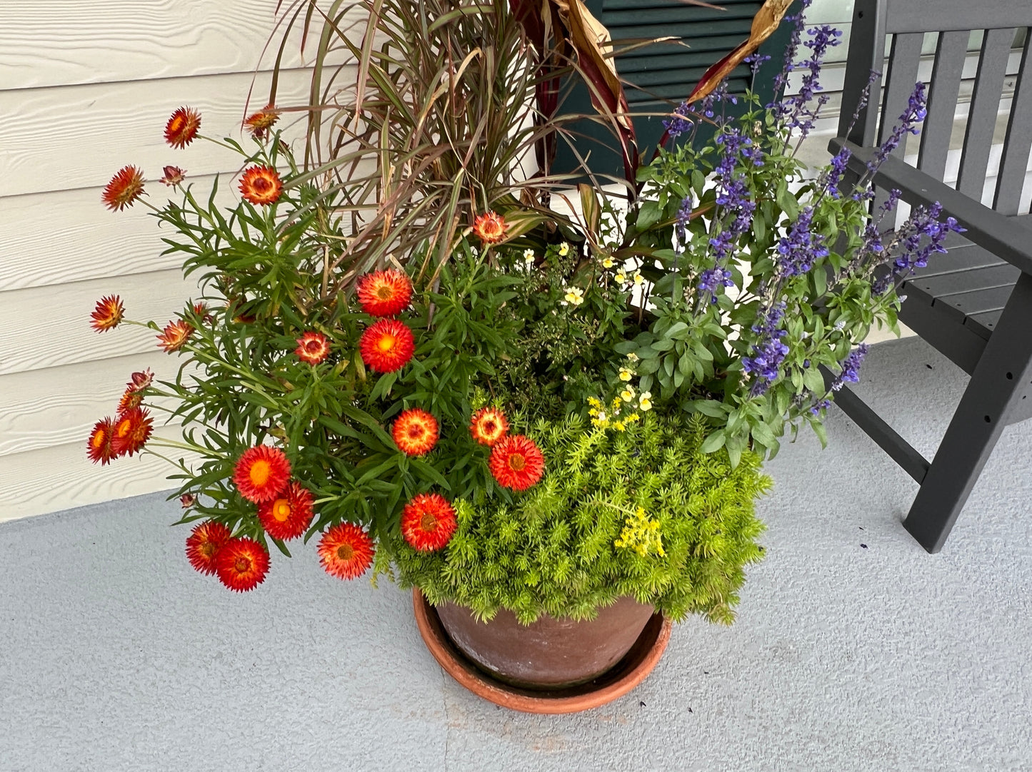 Red Strawflower 100 Seeds Helichrysum bracteatum