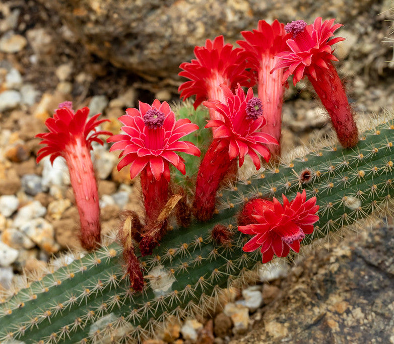 types of cactus with red flowers Red Flowered Columnar Cactus 100 Seeds Cleistocactus samaipatanus – R&B Floridaseeds