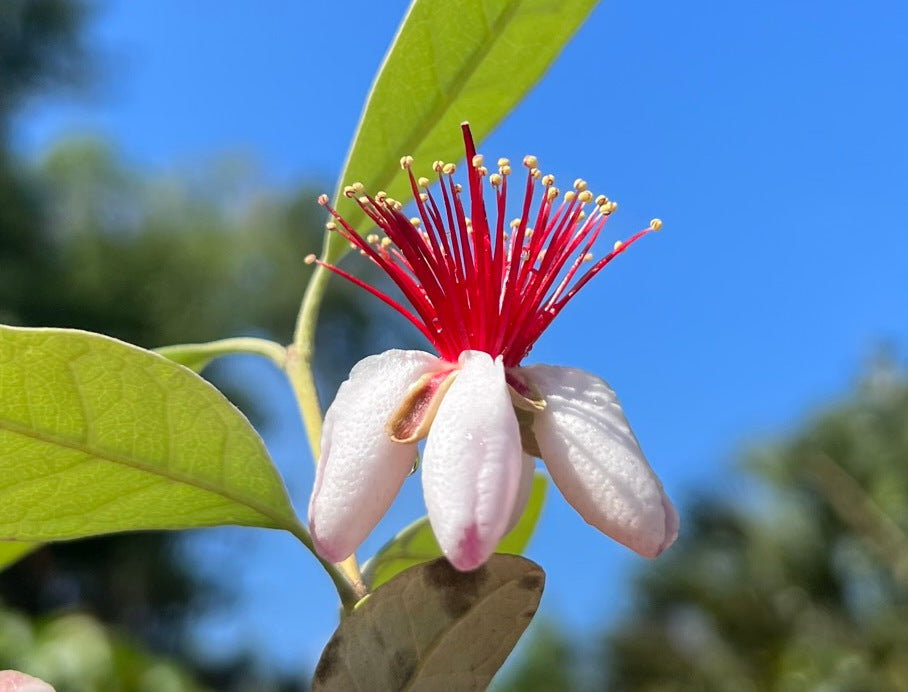 Pineapple Guava Feijoa Feijoa sellowiana 100 Seeds  USA Company