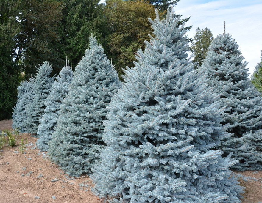 Blue Spruce Picea pungens 100 Seeds  USA Company