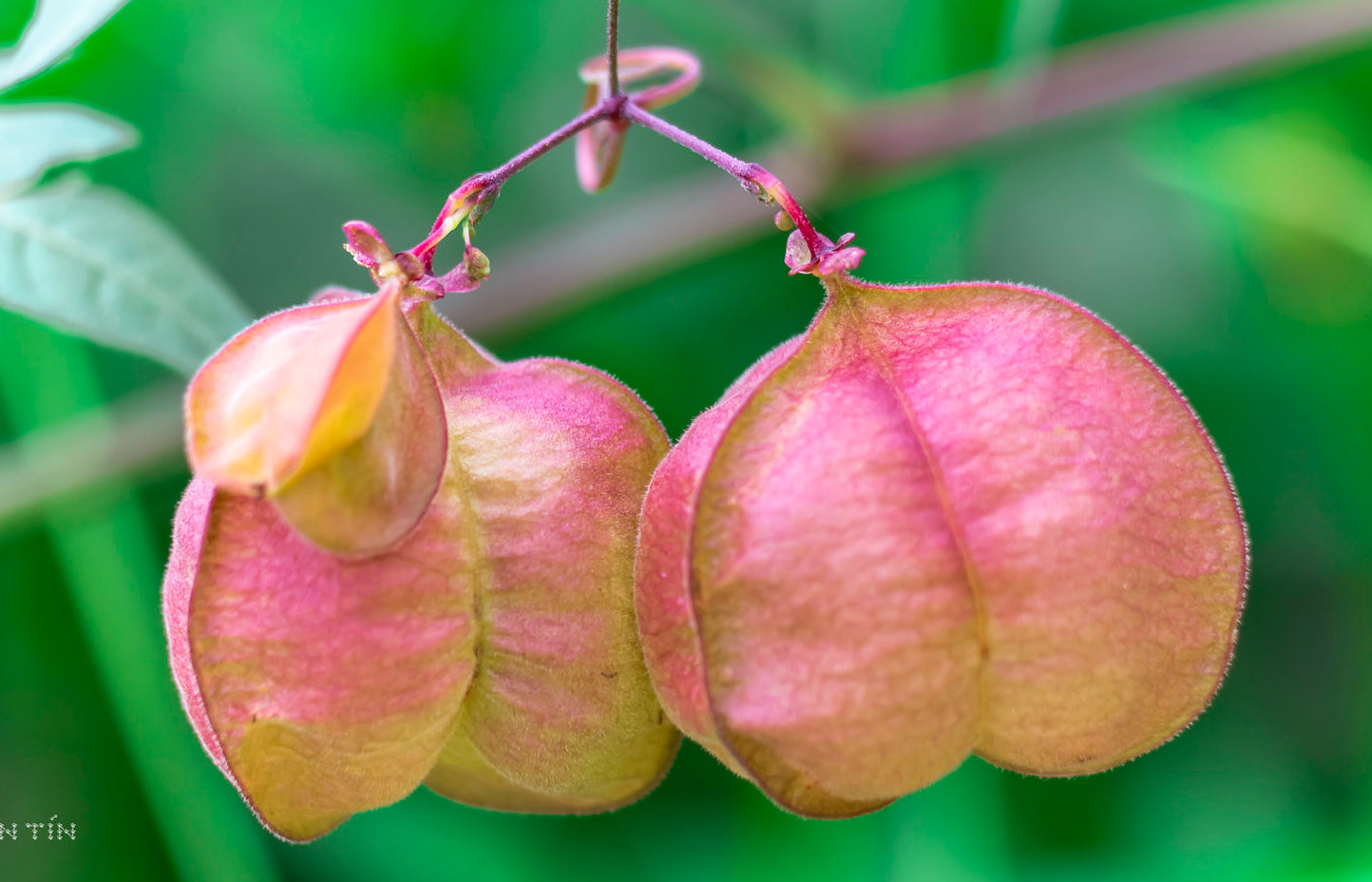 balloon plant seed pod Balloon Vine 10 Seeds Cardiospermum halicacabum – R&B Floridaseeds
